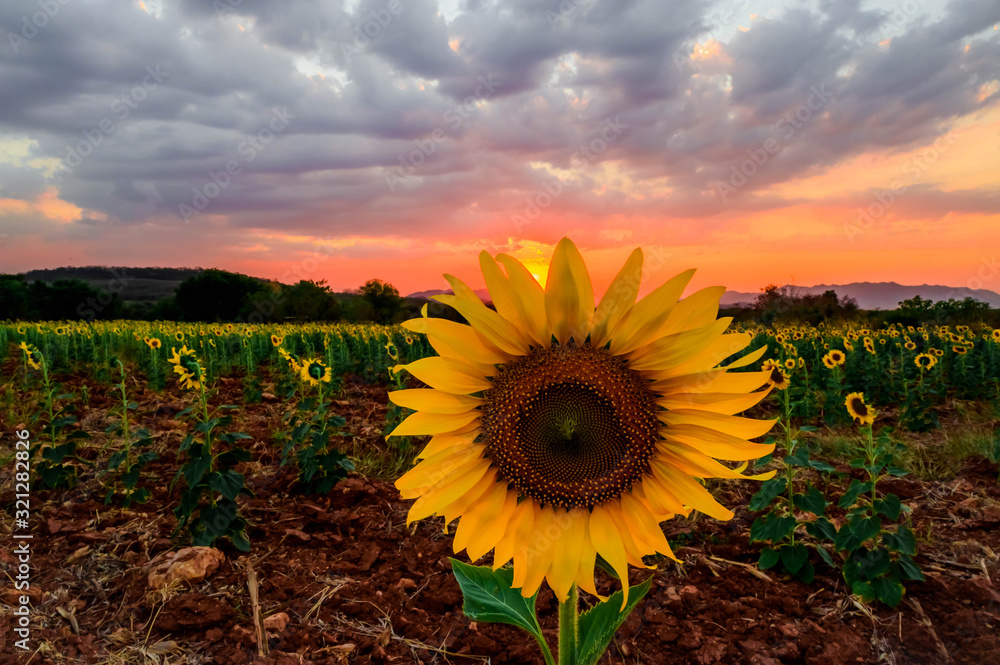 Φωτογραφία Close-up of sunflower in the evening,The sunset in the sunflower field