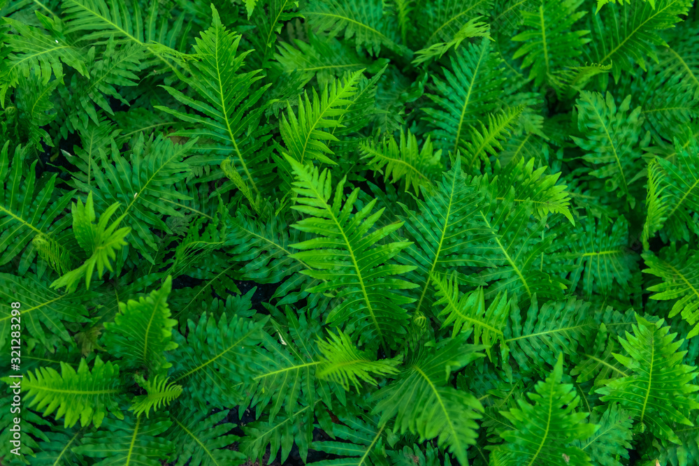 Green background of fern leaves. Green background of fern leaves.