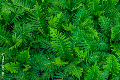 Green background of fern leaves.