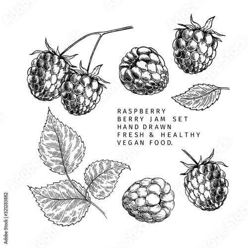 Hand drawn raspberry branch, leaf and berry. Engraved vector illustration. Bramble agriculture plant. Summer harvest, jam or mamalade vegan ingredient. Menu, package, cosmetic and food design.