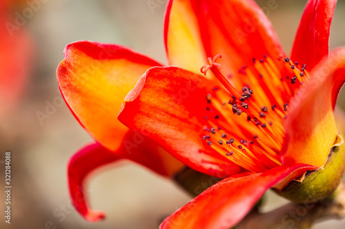 Fire red Kapok flower in Hong Kong