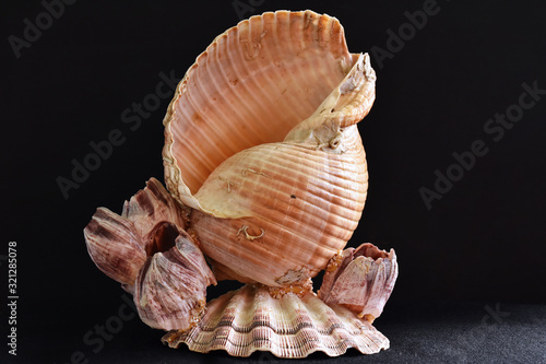 sea shells isolated on white background