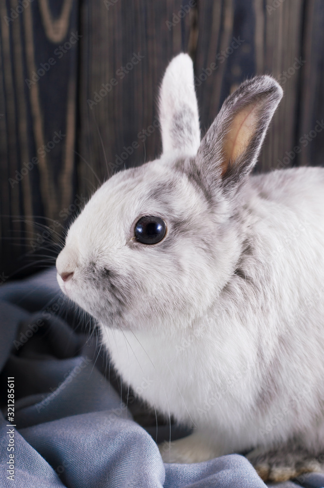 Fototapeta premium Soft cute curious portrait white rabbit sits on the table near to blue plaid. The concept of waiting for spring and Easter. Vertical, close-up portrait bunny. Follow the white rabbit symbolism