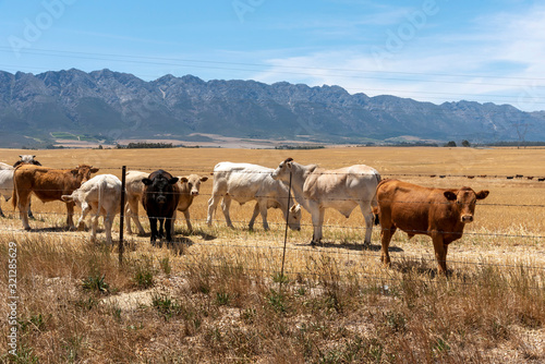 Tulbagh  Western Cape  South Africa. Dec 2019. Cattle grazing in a farm at Tulbagh in on wheat field in the Swartland region of the Western Cape  South Africa