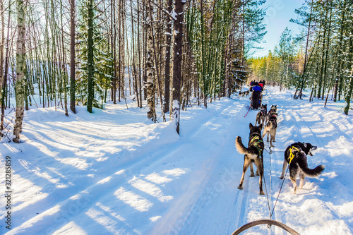 Finnish Husky Sled Dog. Lapland, Finland photo