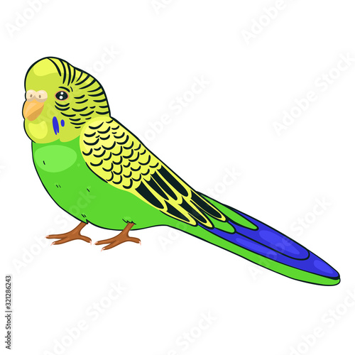 Green budgie isolated on a white background. Vector graphics.