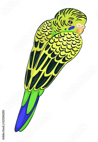 Green budgie isolated on a white background. Vector graphics.