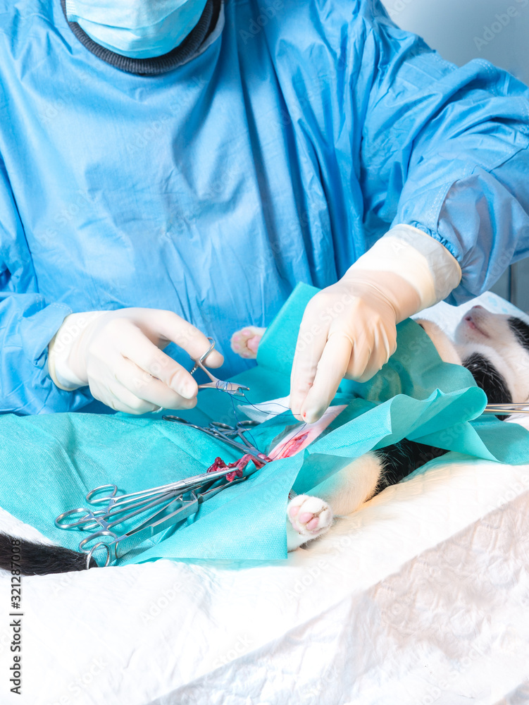 cat going under surgery at the vets cat going under surgery at the vets