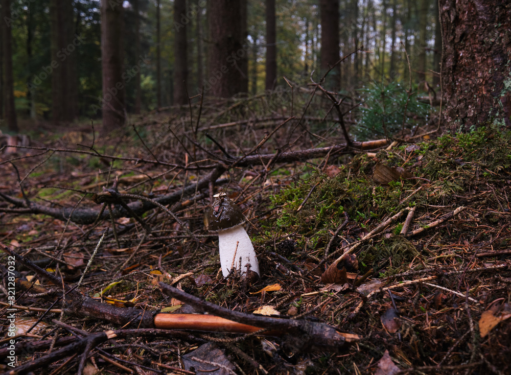 Fototapeta premium Mushroom on the ground