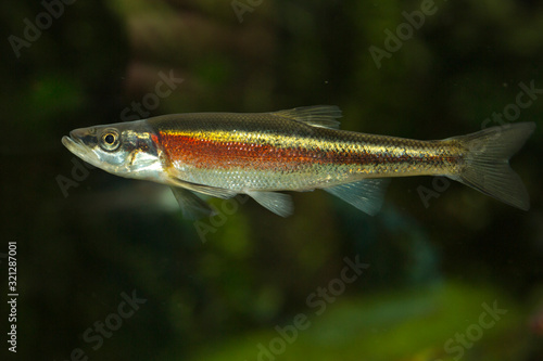 Redside dace (Clinostomus elongatus).