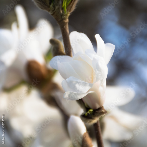 white magnolia  flowers close up macro.  magnolia  blossoms in the spring against the blue sky. Beautiful bright colorful artistic image of spring