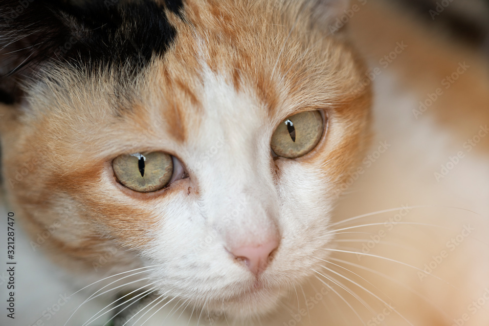 three color thai cat looking at camera three color thai cat looking at camera