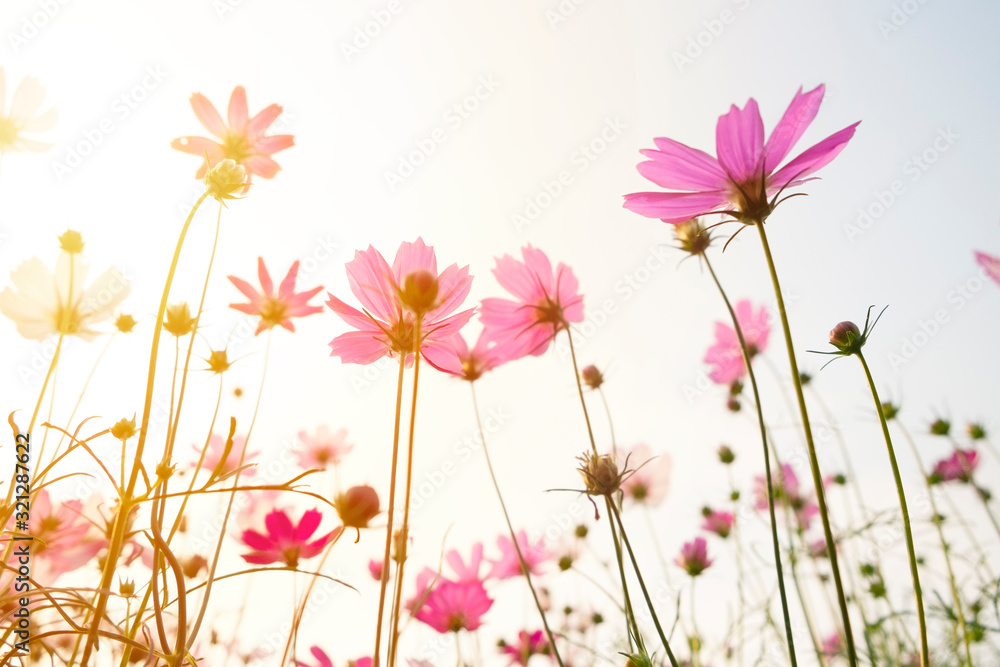 Fototapeta premium colorful cosmos flowers on white background