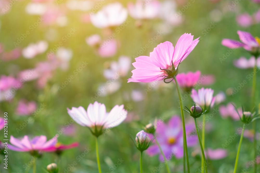 colorful cosmos flowers  in garden