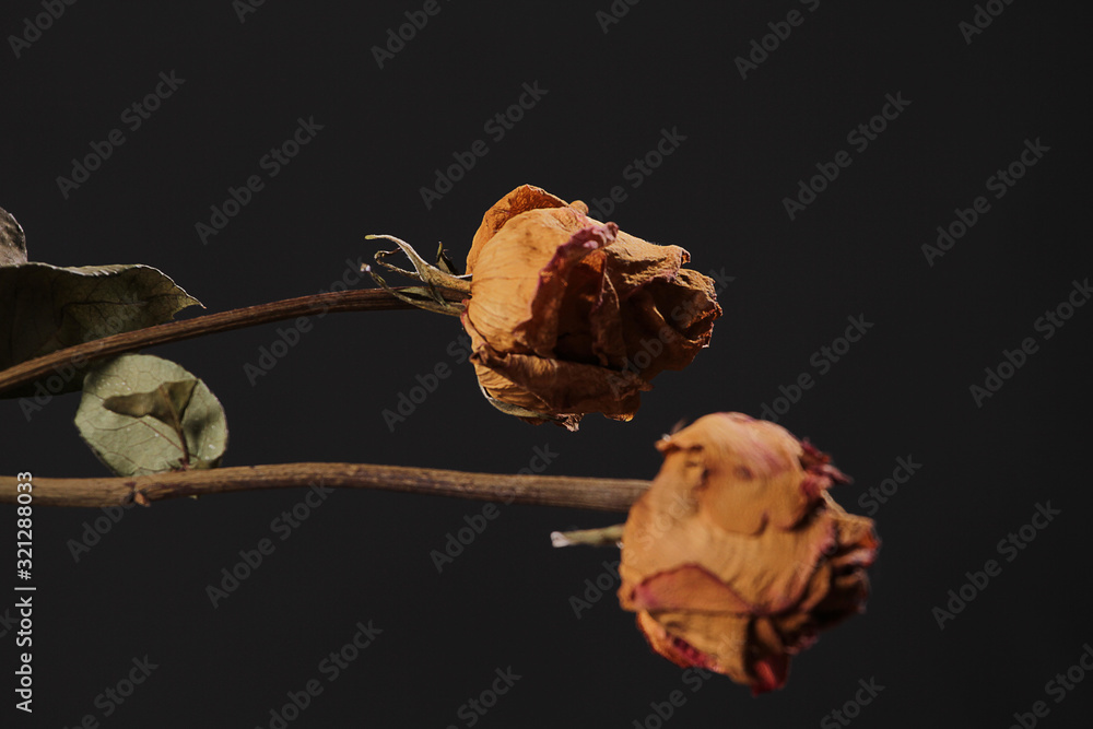 Dried red rose on Black background.