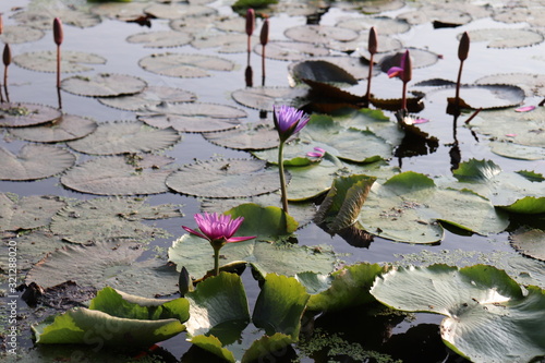 lotus pond with pin and violet lotus flowers