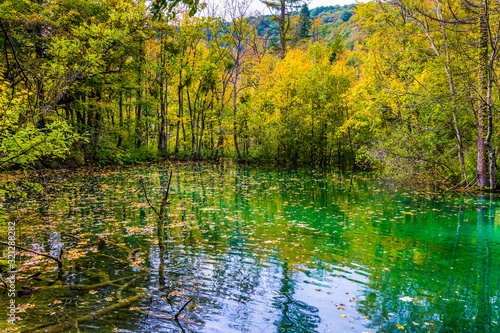 Yellow leaves of autumn trees