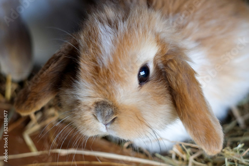 Cute fluffy ginger baby lop eared rabbit close up