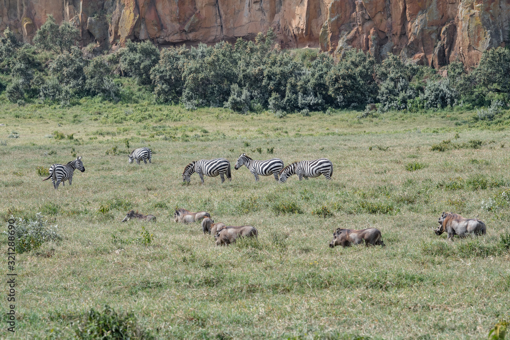 happy wild animals in savanna cliffs happy wild animals in savanna cliffs