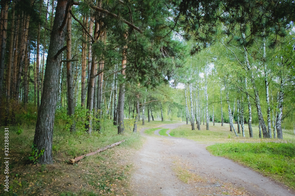 Obraz premium mixed forest path spruce birch landscape background