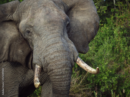 African bush elephant  Loxodonta africana   or African savanna elephant. Mpumalanga. South Africa.
