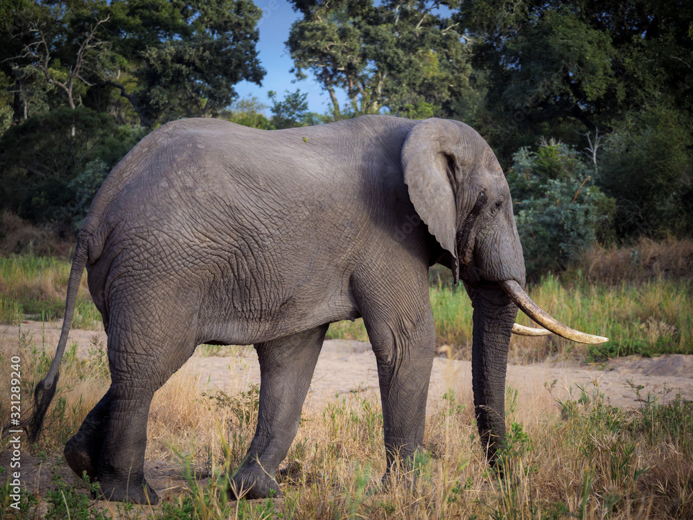 African bush elephant (Loxodonta africana), or African savanna elephant. Mpumalanga. South Africa.