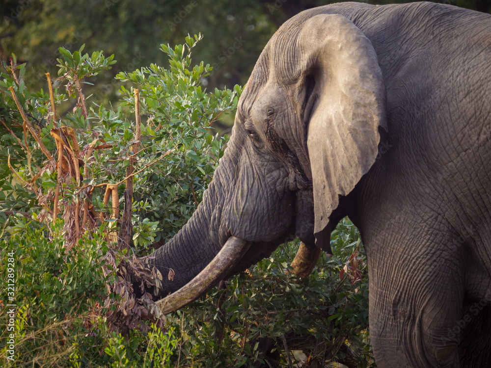 Fototapeta premium African bush elephant (Loxodonta africana), or African savanna elephant. Mpumalanga. South Africa.