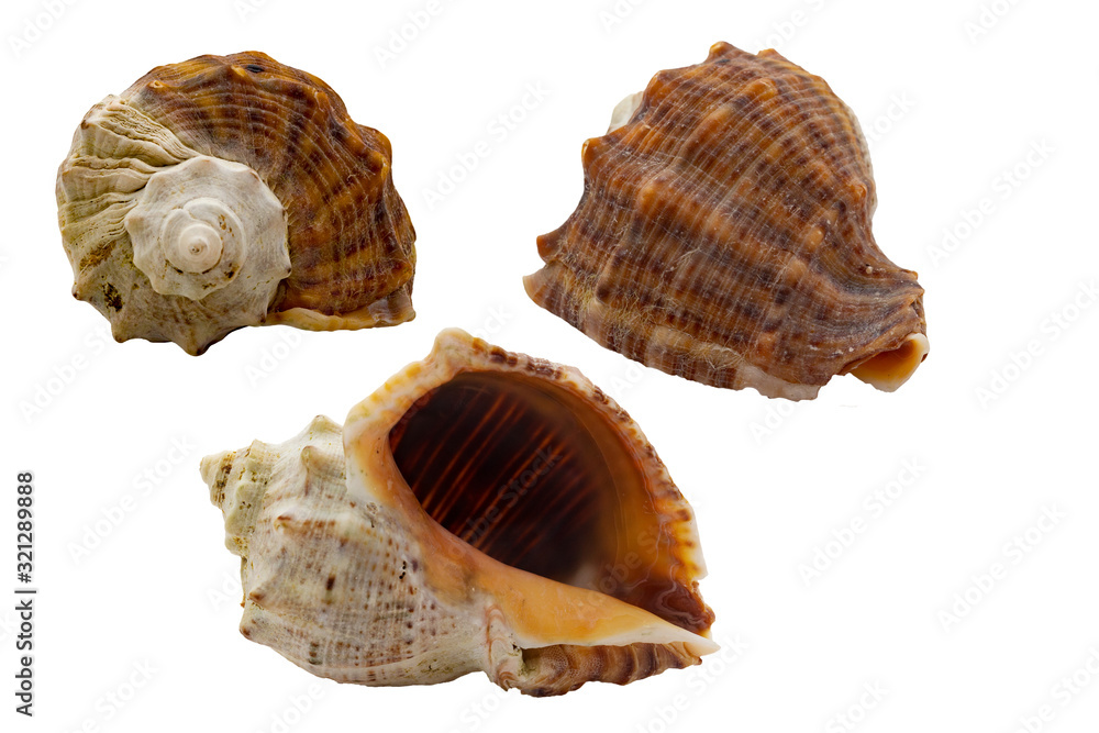 Seashells on a white background in different angles Seashells on a white background in different angles