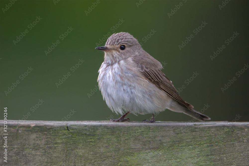 Spotted Flycatcher Spotted Flycatcher