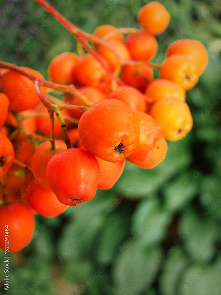 mountain ash berries mountain ash berries