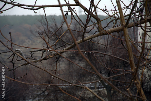 tree branches with raindrops in rainy weather