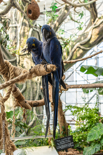 Two hyacinth macaw standing on tree branch