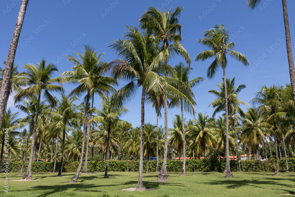 Landscape view of coconut palms and beautiful blue sky in Bahia beach, Brazil.