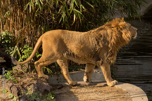 Asiatic lion  Panthera leo leo .