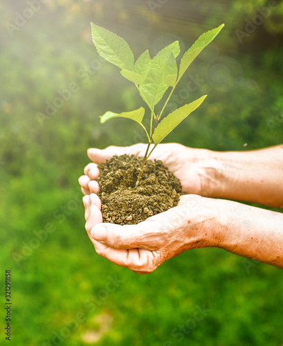 Old wrinkled hands holding a green young plant, earthy handful sunlight, blurred green background. Elderly woman hands are planting the seedlings into the soil. Ecology, life, Earth Day concept. © taylon