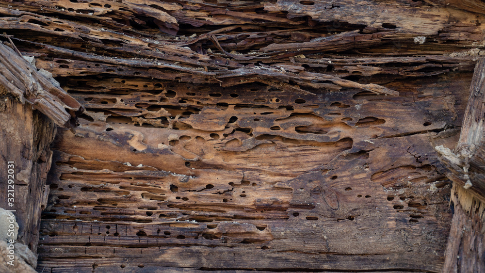 Naklejka premium Old wood damaged by bark beetle
