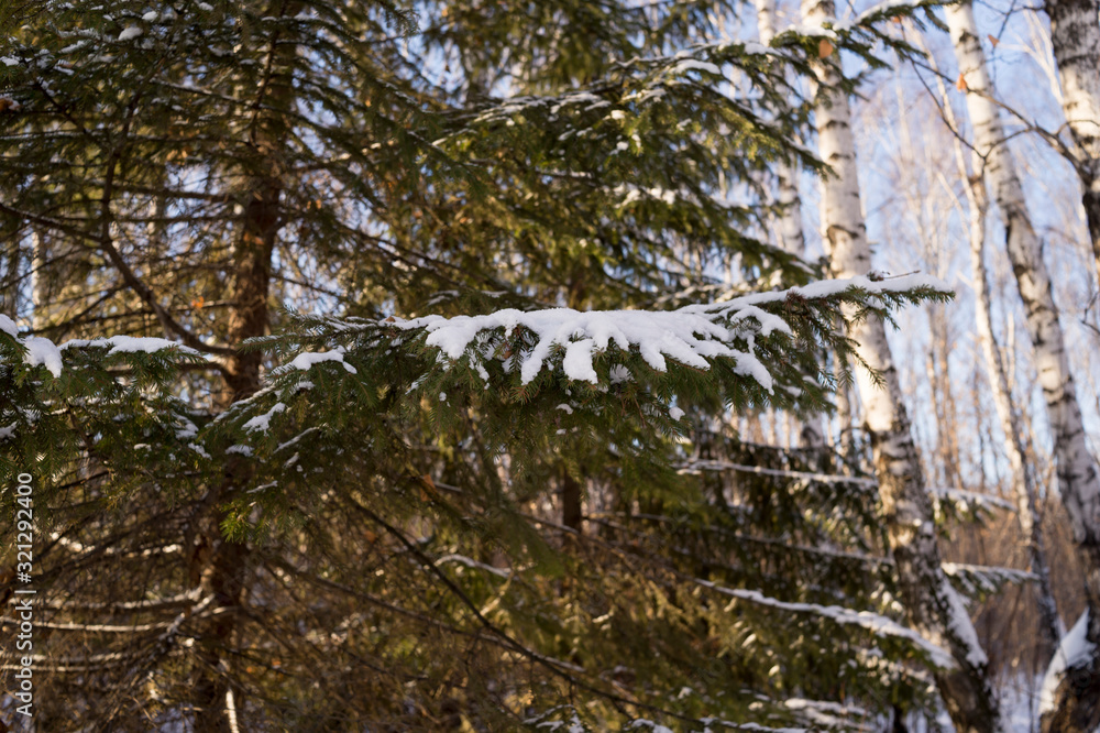 Winter forest, nature, spruce,snow. Winter forest, nature, spruce,snow.