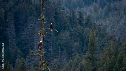 Two bald eagles using a dead tree as a viewing plattform, BC, Canada.