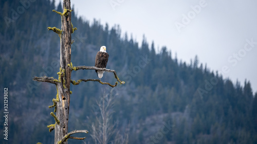 A bald eagle looking for prey from a dead tree in BC, Canada.