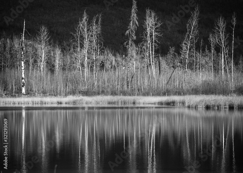 Black and White: Dead trees and late fall trees without foliage reflected mirrorlike in a pond. BC, Canada