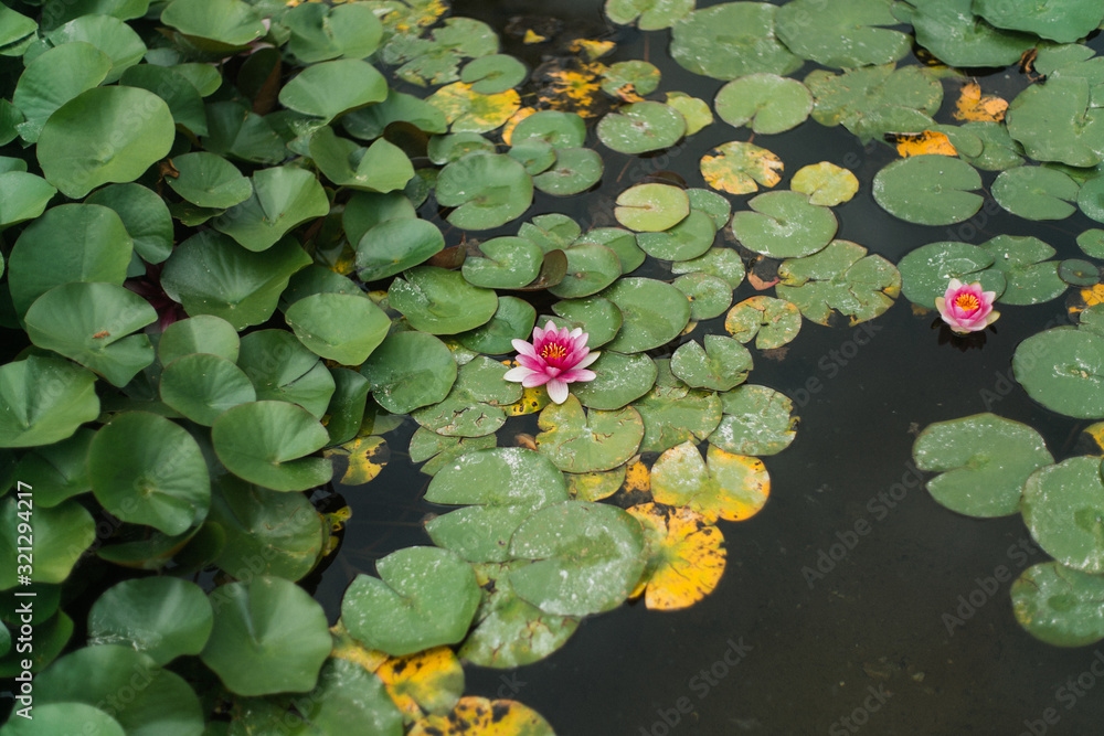 Lily pads in Lake Como Lily pads in Lake Como