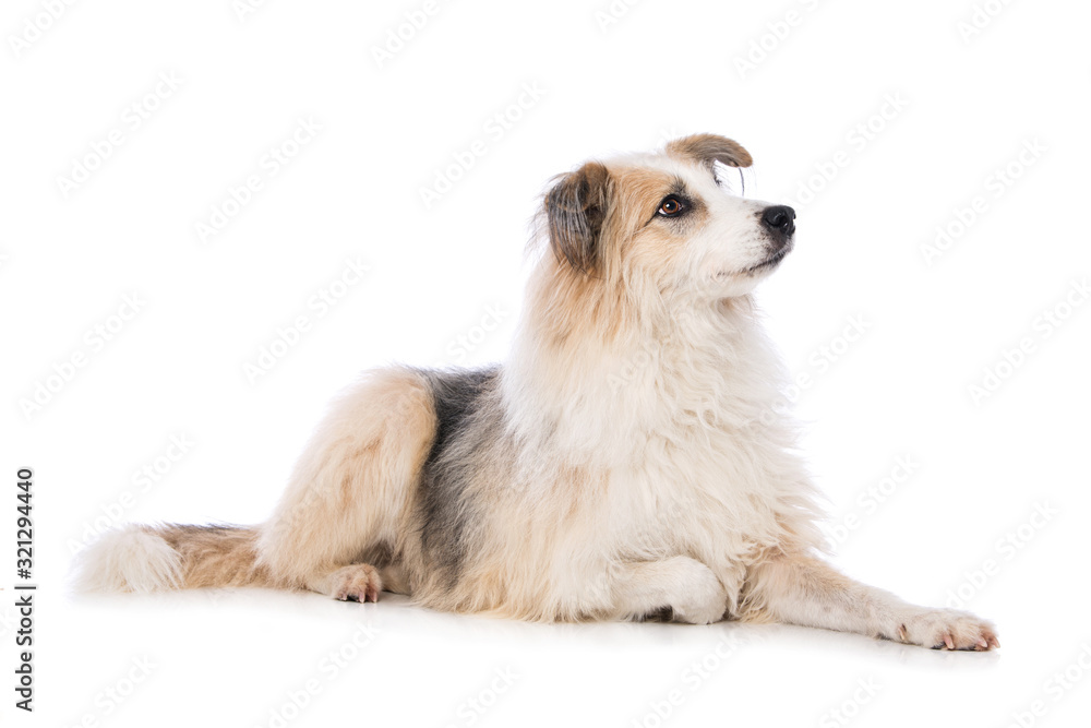 Cross breed dog lying laterally on white background Cross breed dog lying laterally on white background