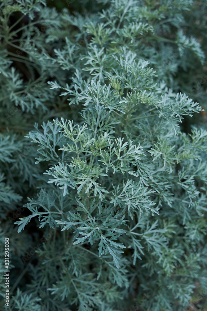 Artemisia arborescens