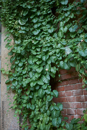 Anredera cordifolia photo