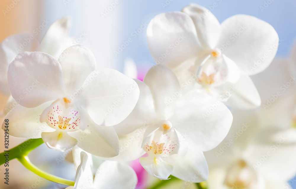 Close up of white Phalaenopsis or Moth dendrobium Orchid flower in winter in home window tropical garden. Floral nature background. Selective focus. Close up of white Phalaenopsis or Moth dendrobium Orchid flower in winter in home window tropical garden. Floral nature background. Selective focus.