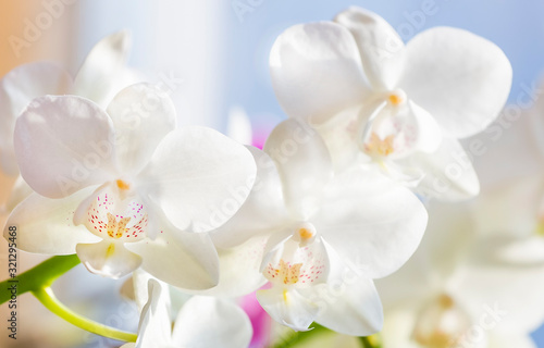 Close up of white Phalaenopsis or Moth dendrobium Orchid flower in winter in home window tropical garden. Floral nature background. Selective focus.