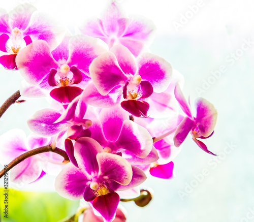 Pink purple white Phalaenopsis or Moth dendrobium Orchid flower in winter in home window tropical garden. Floral nature background. Selective focus.