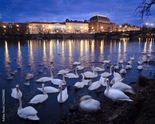 Swans on the evening Vltava river in Prague photo