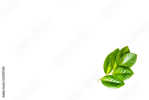 Very beautiful, fresh green leaves, Green leaf isolated on white background