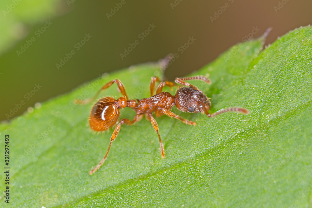 Naklejka premium Red ant on leaf. Red ant close up.